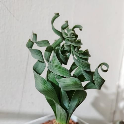 200 pcs Albuca Spiralis Pflanze Samen hochbeete für garten, pflanzensamen Albuca namaquensis, fleischfressende pflanzen, deko wohnzimmer extrem winterharte kübelpflanzen, pflanzen