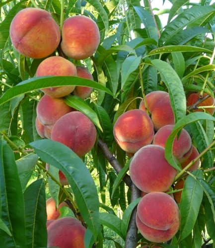 BALDUR Garten 1x Pfirsich 'Majorita®', Pflanze im 3 Liter-Topf | sehr robuste Neuzüchtung, süß-saftige, aromatische Pfirsiche, üppige und regelmäßige Ernte, Prunus persica, mehrjährig