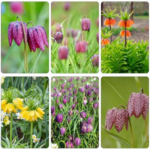 fritillaria corona imperiale da ufficio bulbi di perenni resistenti al freddo balcone letti elevati giardino resistenti bonsai 4 pezzi