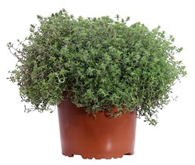 eGarden.store - Pianta vera di Timo - Thymus Praecox Atropurpurea | Altezza: 5 cm - Diametro vaso: 17 cm | tappezzante profumata con fiori fucsia ornamentale da esterno