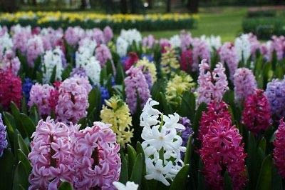 30 Garden Bedding Hyacinth Bulbs Mixed Colours Outdoor Perennial