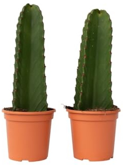 Plant in a Box - Euphorbia Ingens 'Cowboy-Kaktus' - 2er-Set - Kaktus - Topf 18cm - Höhe 40-50cm