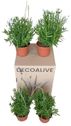 Lote de 4 Plantas de Lavanda Naturales Aroma Relajante y 100% Natural