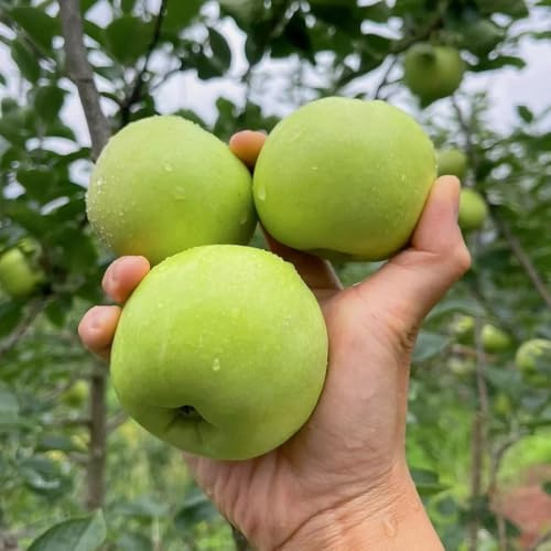 semi di melo, mela da colonnari, decorazione soggiorno di melo sementi biologiche, sementi di antiche varietà da giardino roccioso resistenti, 150pcs