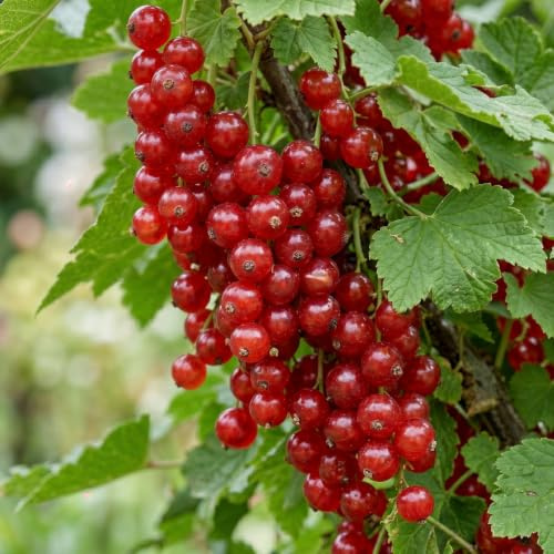 Rote Johannisbeere Rovada - 2 Pflanzen | Winterhart & Mehrjährig, Echte Fruchtsträucher aus Holland, keine Samen, keine Zwiebeln, nicht künstlich