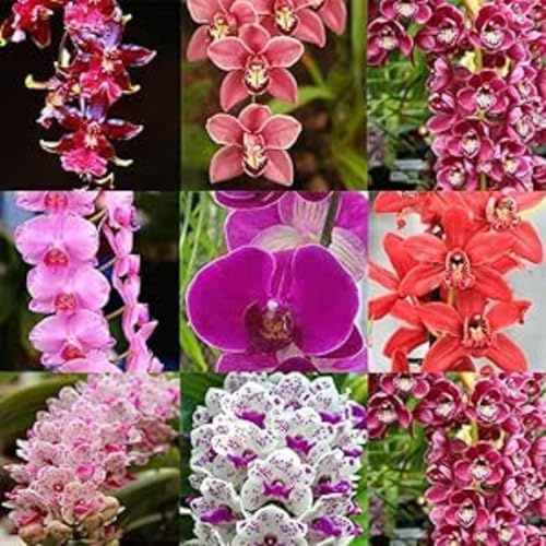 Cymbidium Orchid bulbi,Orchidea del cymbidium,perenni,Ambiente paesaggistico,Decorazione del giardino,cymbidium pianta vera(non fiori artificiali)-5 bulbi-E