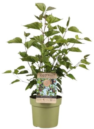 Morus rotundiloba mojo Berry - Mulberry Tree - in 15 cm Pot - 45cm Height - Tasty Berries - Fruit Tree