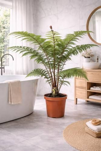 Australischer Baumfarn „Cyathea Australis“ – 80-100 cm hoch inkl. Topf (24 cm) | Exotischer & schnellwüchsiger Farn für Zimmer, Wintergarten, Terrasse & Garten