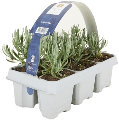 Bloomique - 1er - Set - Lavandula Angustifolia 'White' - Lavendel - Winterhart - Balkonpflanzen - Duftend - Höhe 10-20 cm - Wurzelballen 6 cm
