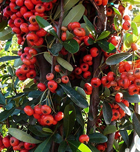 Chinese Firethorn Bush Seeds (Pyracantha fortuneana) 20+Seeds