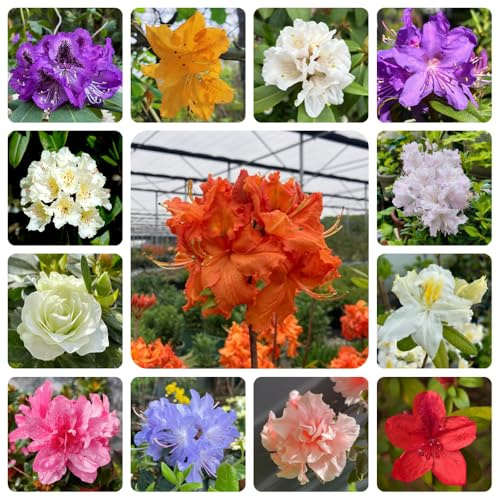 semillas de rododendro, azalea, que prefieren la sombra trepadoras en extremadamente resistentes resistentes balcón Cubresuelos 35pcs