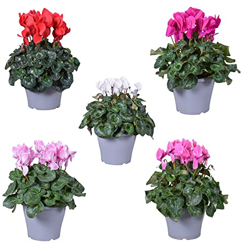 Flores Naturales de Exterior Pack de 5 Violetas de Persia Flores de Colores
