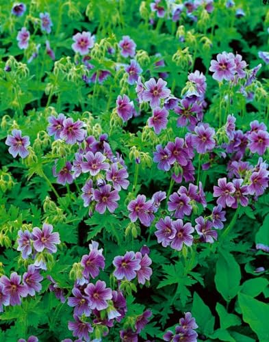 Geranium himalayense 9x9 cm Topf – Winterhart, Mehrjährig, Pflegeleicht – Himalaya-Storchschnabel – Beetstaude für Garten & Rabatte