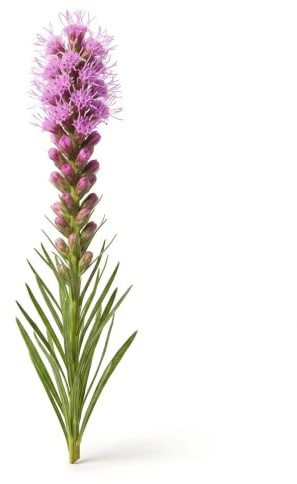 50 Kansas fjäderfrön (Liatris Spicata) lila ros - SemiSauvage Permaculture