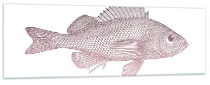 Panorama Bilder auf Glas 160x50cm Glasbild Fisch Unterwasser Minimalistisch Groß XXL Wanddeko Bild im Glas Schlafzimmer Küche Wandbilder Dekoration Wohnzimmer Modern Wand Kunstdruck Art GAB160x50-5919