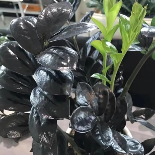 Semi di piume portafortuna, giardino di Zamioculcas zamiifolia, semi di decorazione del soggiorno da ufficio da appartamento 10pcs