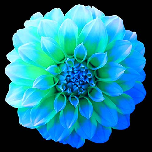Bulbi di dalia gigante/miste/Radici selezionate di hosta/resistenti al freddo e alla siccità/adatte per la decorazione di giardini e balconi【NVNJHJN】-2 bulbi-B