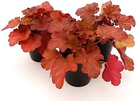 POWERS TO FLOWERS - HEUCHERA ROSSA 3 PIANTE, piante vere