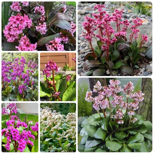 Semillas de otoño de Bergenia, exóticas Bergenia cordifolia - balcon decoración de jardín para exterior 300pcs