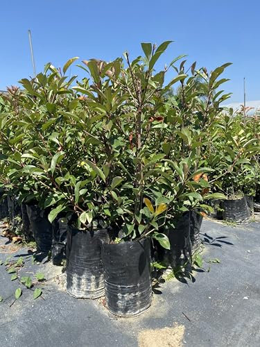 Photinia in fitocella, altezza 80/110 Cm - Arbusto e piccolo albero sempreverde