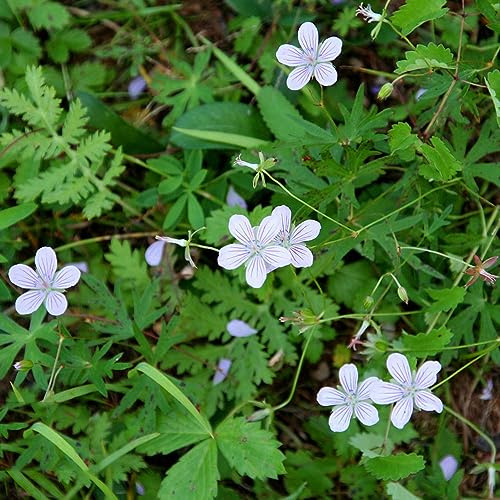 storchschnabel bodendecker winterhart mehrjährig blumensaat wildkräuter exotische zimmerpflanzen sommerblumen küchenkräuter blumendeko gartenkräuter indoor kräutergarten frühblüher 25samen