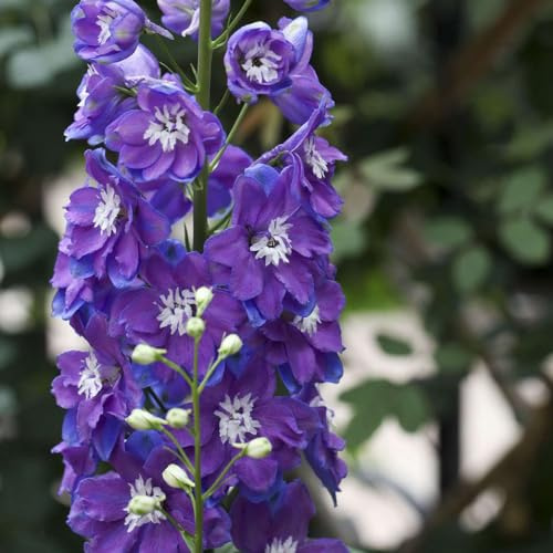 rittersporn wildblumen balkonblumen dekopflanze balkonpflanze blumensamen balkon dachbegrünung blumengarten blumensaat sommerblumen büropflanzen bonsai topf blumenwiese herbstaussaat 100samen