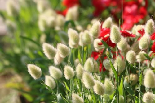 Lagurus ovatus - Bunny Tails x 100 Seeds Annual Ornamental Grass