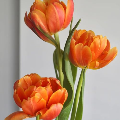 15bulbi acquistare di tulipano - tulipano - precoce, tulipani, resistenti, cipolle