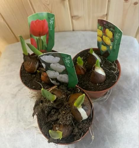 Lovely Mixed Tulips in 9cm Pot x 3.