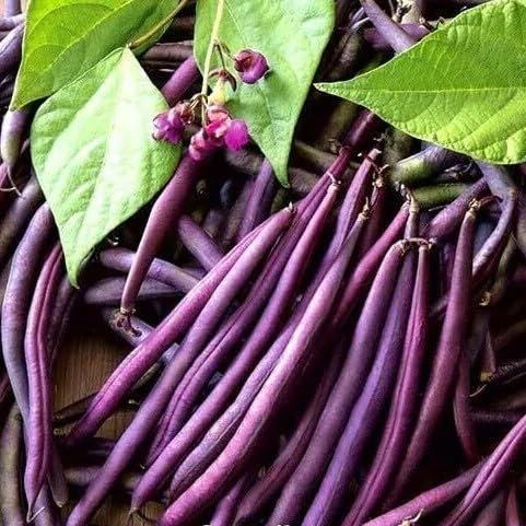 Dwarf French Bean - Purple Queen - 80 Seeds + Plant tag + Freebie -Purple Bean Seeds