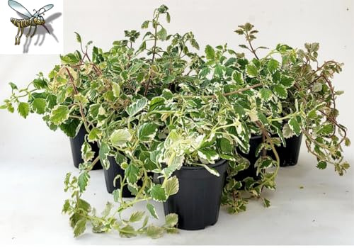 POWERS TO FLOWERS - INCENSO, PLECTRANTHUS IN VASO 14cm, 6 PIANTE, piante vere