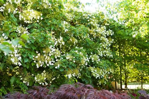 Hydrangea petiolaris 80–100 cm – Winterhart, Mehrjährig, Pflegeleicht – Kletterhortensie – Kletterpflanze für Fassade & Rankhilfe