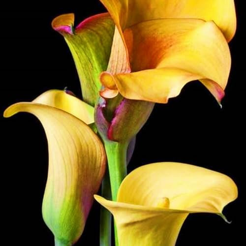 Calla Lily Bulbs-Calla Lily Bulbs for Planting Now UK,Wedding Flowers,Plant Bulbs,Garden Flowers,Hardy Perennial-6bulbs-e