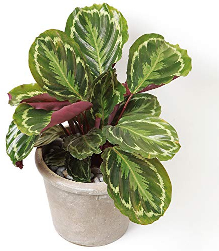 Calathea Medallion | 30-40cm Planta Premium de Interior en Maceta | Planta de Regalo