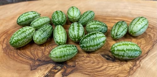 Lot de 10 mini graines de concombre mexicain Melothria scabra