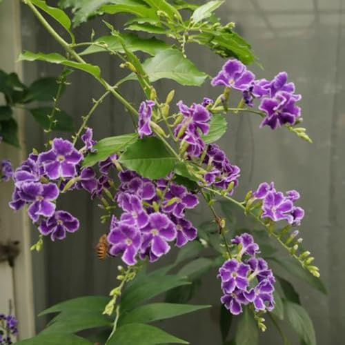 Duranta Erecta - seltene - balkon deko wildblumensamen pflanzendeko, balkonpflanzen winterhart exotische kräutergarten hängepflanze winterharte 400samen