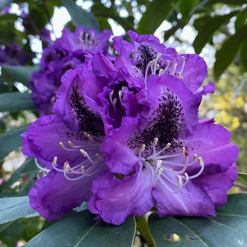 Semi di rododendro resistenti - aiuole rialzate azalea esotiche perenni rare 10pcs