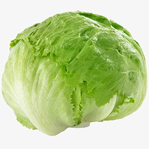 Welldales 100 British Giant Iceberg Lettuce Seeds UK Hardy Large Ball Leafy Vegetables