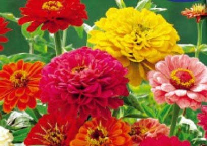 Stk - 100x Zinnie Dahlien flowered Mix Saatgut Garten Pflanzen - Samen K337 - Seeds & Plants Shop by Ipsa