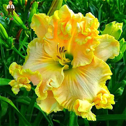 freschi 100pcs SEMI Taglilie Fiori pro piantare Giallo