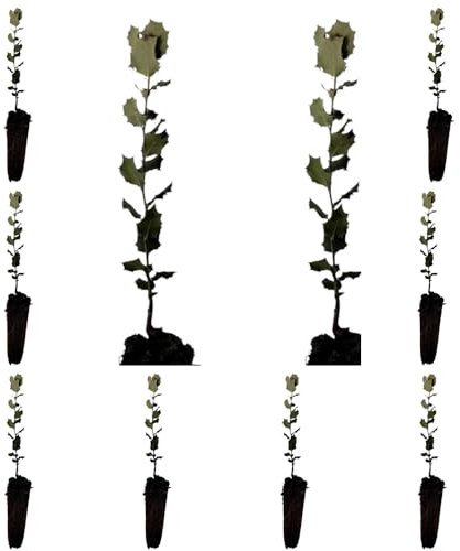 10 Plantas natural Quercus ilex ENCINA, carrasca, 15-20 cm. En cepellón listos para plantar. Resiste sequía, mejora el suelo, aporta sombra, es autóctono, apoya fauna y produce bellotas útiles