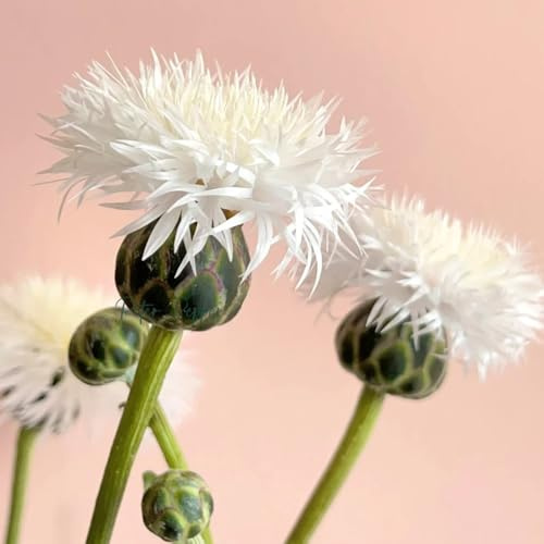 semillas de aciano, exóticas Decoraciones jardín exteriores 150pcs