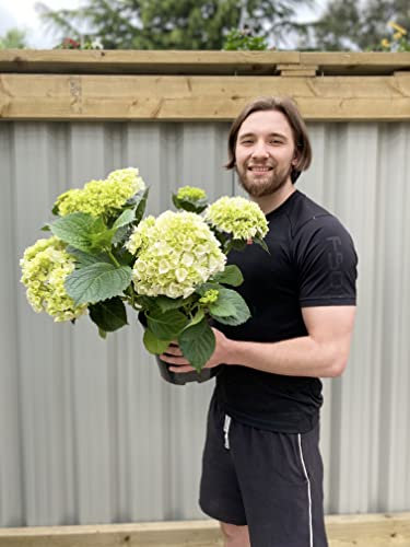 Large White Hydrangea Macrophylla | Hydrangea Shrub | 5L Pot