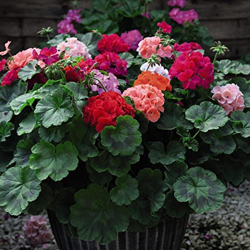 Geranium Jackpot Mixed Garden Plant Half-Hardy Perennial Flowering Garden Plants Easy to Grow Your Own 24x Plug Plants by Thompson and Morgan
