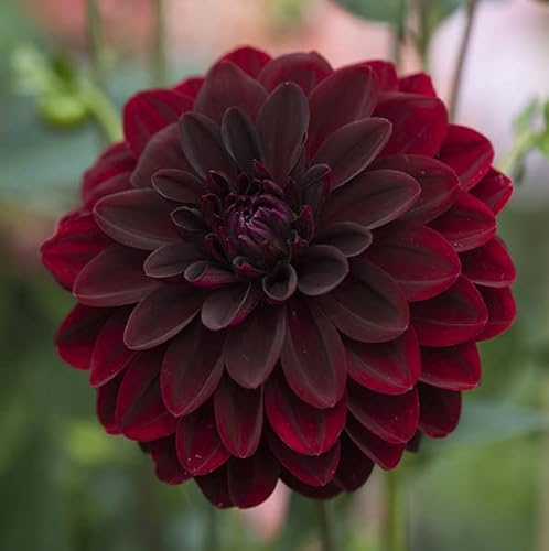Votaniki Arabian Night Flowering Dahlia Bulbs - Dark, Almost Black, Long-Blooming and Hardy Dahlia Flowering Bulbs | Semi-Double to Double Blooms Arabian Night Dahlia Roots (1 Pack)