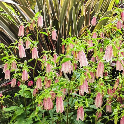 glockenblume - campanula medium - winterharte garten glockenblumesamen, bio blumenbeet wildblumen balkonblumen hochbeet zierblumen 500pcs