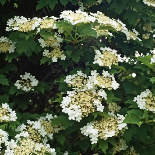 semi resistenti di palla di neve da giardino roccioso resistenti di palla di neve invernale rare, decorazione del soggiorno ornamentali decorazione 200pcs