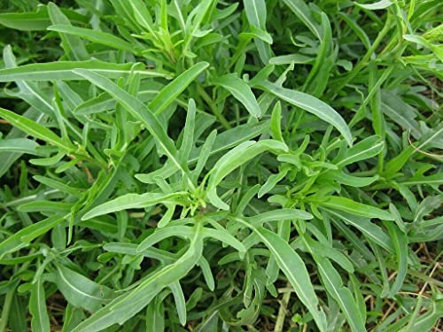 2000 Graines Roquette sauvage, Diplotaxis tenuifolia-Wild Rocket seeds:Seeds only