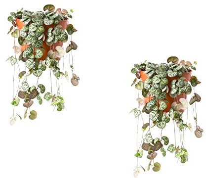 2 x CEROPEGIA WOODII String of Hearts Plant in 8 cm Pot