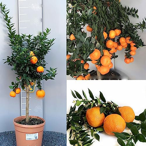 SAVINI VIVAI Chinotto-Pflanze Chinotto-Zitrusbaum im 20 cm Topf, Höhe 70 cm, 2-3 Jahre Veredelung, hergestellt in Italien